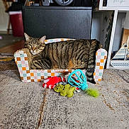 Itty Bitty is registered to the contest to win money with this photo: animal, carpet, cat, cat_toys, chair, colorful, furniture, green_eyes, home, indoor, lounging, patchwork, pet, plant, portrait, sitting, striped_fur, tabby_cat, toys, whale_sign