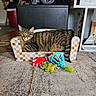 animal, carpet, cat, cat_toys, chair, colorful, furniture, green_eyes, home, indoor, lounging, patchwork, pet, plant, portrait, sitting, striped_fur, tabby_cat, toys, whale_sign