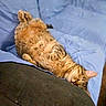 animal, bed, belly_up, blue_blanket, brown, cat, cozy, ears, funny, fur, indoors, orange, paws, pet, relaxed, sleeping, striped, tabby_cat, upside_down, whiskers