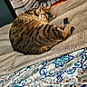 cat, tabby, sleeping, blanket, quilt, patterned, bed, indoor, fur, pet, cozy, resting, animal, floral_art, decor, striped, cute, relaxing, feline, soft