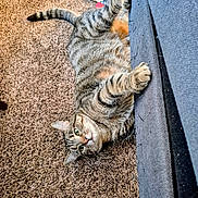 Itty Bitty is registered to the contest to win money with this photo: carpet, cat, claws, couch, cozy, fur, furniture, green_eyes, indoor, living_room, lounging, pattern_blanket, paw, pet, playful, relaxed, scratching, tabby_cat, upholstery, whiskers