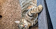 Itty Bitty is registered to the contest to win money with this photo: carpet, cat, claws, couch, cozy, fur, furniture, green_eyes, indoor, living_room, lounging, pattern_blanket, paw, pet, playful, relaxed, scratching, tabby_cat, upholstery, whiskers