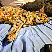 Itty Bitty is registered to the contest to win money with this photo: cat, tabby_cat, pet, indoor, bed, blue_sheet, person, pants, relaxing, stretching, feline, paw, fur, whiskers, resting, domestic_animal, carpet, remote_control, closeup, cozy