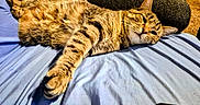 Itty Bitty is registered to the contest to win money with this photo: bed, blue_sheet, carpet, cat, closeup, cozy, domestic_animal, feline, fur, indoor, pants, paw, person, pet, relaxing, remote_control, resting, stretching, tabby_cat, whiskers