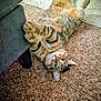 cat, tabby, pet, indoor, carpet, furniture, couch, paw, relaxed, animal, cute, fur, whiskers, green_eyes, domestic_cat, playful, home, leg, texture, resting