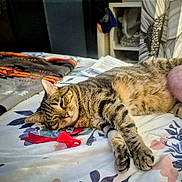 Itty Bitty joined the competition — help win amazing prizes! bed, bedroom, blanket, cat, close_up, cozy, fur, human_leg, indoor, papers, patterned_sheet, paw, pillow, red_ribbon, relaxed, sheet, shelf, sleeping, tabby_cat, whiskers