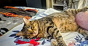 Itty Bitty joined the competition — help win amazing prizes! bed, bedroom, blanket, cat, close_up, cozy, fur, human_leg, indoor, papers, patterned_sheet, paw, pillow, red_ribbon, relaxed, sheet, shelf, sleeping, tabby_cat, whiskers