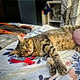 bed, bedroom, blanket, cat, close_up, cozy, fur, human_leg, indoor, papers, patterned_sheet, paw, pillow, red_ribbon, relaxed, sheet, shelf, sleeping, tabby_cat, whiskers