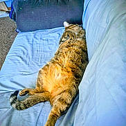 Itty Bitty joined the competition — help win amazing prizes! animal, cat, couch, cozy, cute, domestic_animal, feline, fur, furniture, home, indoor, living_room, paw, pet, relaxed, resting, sleeping, tabby_cat, tail, whiskers