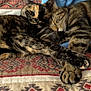 animal, blanket, cat, closeup, companion, cozy, cute, friendship, fur, indoor, pattern, paw, pet, relaxing, resting, sleeping, snuggling, soft, tabby, tortoiseshell