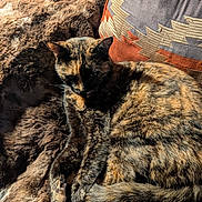 Tigger And Missy is registered to the contest to win money with this photo: animal, blanket, cat, comfort, cozy, cushion, cute, domestic_cat, fur, furry, home, indoor, mammal, pet, relaxation, resting, sleeping, sunlight, tortoiseshell_cat, warm