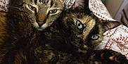 Tigger And Missy joined the competition — help win amazing prizes! animal, bed, blanket, cat, companion, cozy, cute, ears, eyes, feline, fur, indoor, mammal, pets, relaxation, resting, snuggling, tabby_cat, tortoiseshell_cat, whiskers
