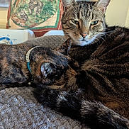 Missy And Tigger joined the competition — help win amazing prizes! cat, two_cats, tabby_cat, tortoiseshell_cat, collar, sleeping_cat, resting, cozy, blanket, indoor, pet, feline, fur, animal, companion, cute, closeup, home, relaxed, snuggling