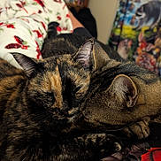 Missy joined the competition — help win amazing prizes! cat, tortoiseshell_cat, tabby_cat, sleeping, snuggling, cozy, indoor, blanket, floral_pattern, fur, pet, cute, animal, closeup, resting, domestic_cat, whiskers, ears, comfort, companionship