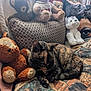 cat, tortoiseshell_cat, stuffed_animal, teddy_bear, plush_toy, couch, pillow, fabric, pattern, indoor, relaxing, pet, animal, soft_toy, furniture, home, cozy, resting, brown, orange