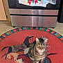 animal, appliance, cat, decor, domestic_cat, feline, floor_tiles, holiday_towel, holly, horse_illustration, indoor, kitchen, oven, pet, red_bow, reindeer, round_rug, rug, stainless_steel, tabby_cat