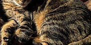 Tigger is registered to the contest to win money with this photo: animal, blanket, cat, closeup, cozy, cushion, feline, fur, indoor, pattern, paw, pet, resting, sleepy, soft, sunlight, tabby_cat, tail, texture, whiskers