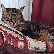 Tigger joined the competition — help win amazing prizes! animal, brown, cat, closeup, comfort, cozy, cushion, feline, fur, home, indoor, patterned_pillow, pet, pillow, quiet, relaxed, resting, sleeping, striped, tabby