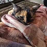 Kiddy is registered to the contest to win money with this photo: cat, tortoiseshell, blanket, cozy, resting, indoor, feline, fur, closeup, sleepy, soft, warm, comfort, pet, animal, relaxed, home, carpet, cushion, snuggled