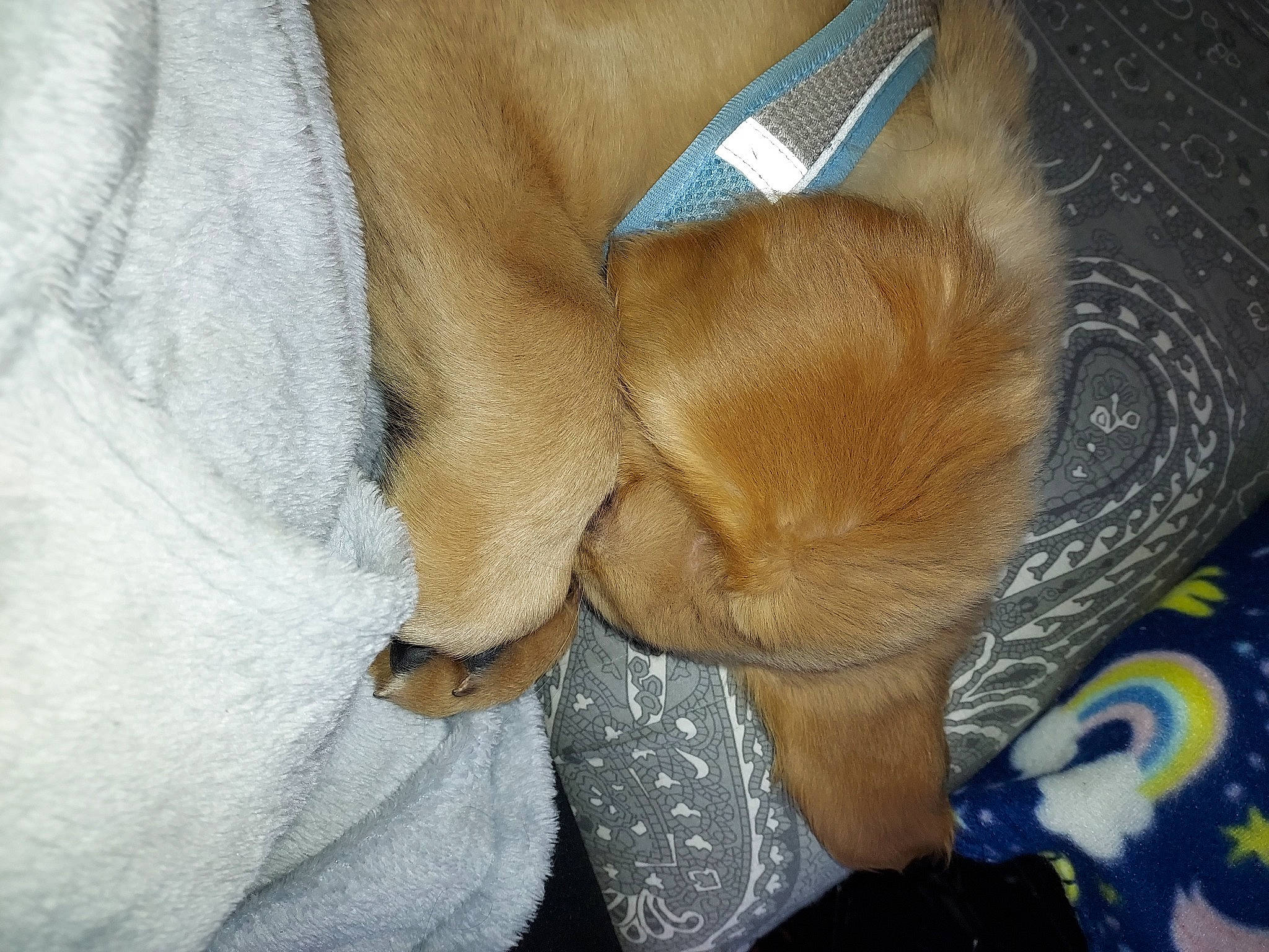 Pepper joined the competition — help win amazing prizes! canidae, carnivore, claw, comfort, companion_dog, dog, dog_breed, fawn, felidae, fur, nap, paw, pet_supply, sleep, small_to_medium_sized_cats, snout, sporting_group, tail, whiskers, working_animal