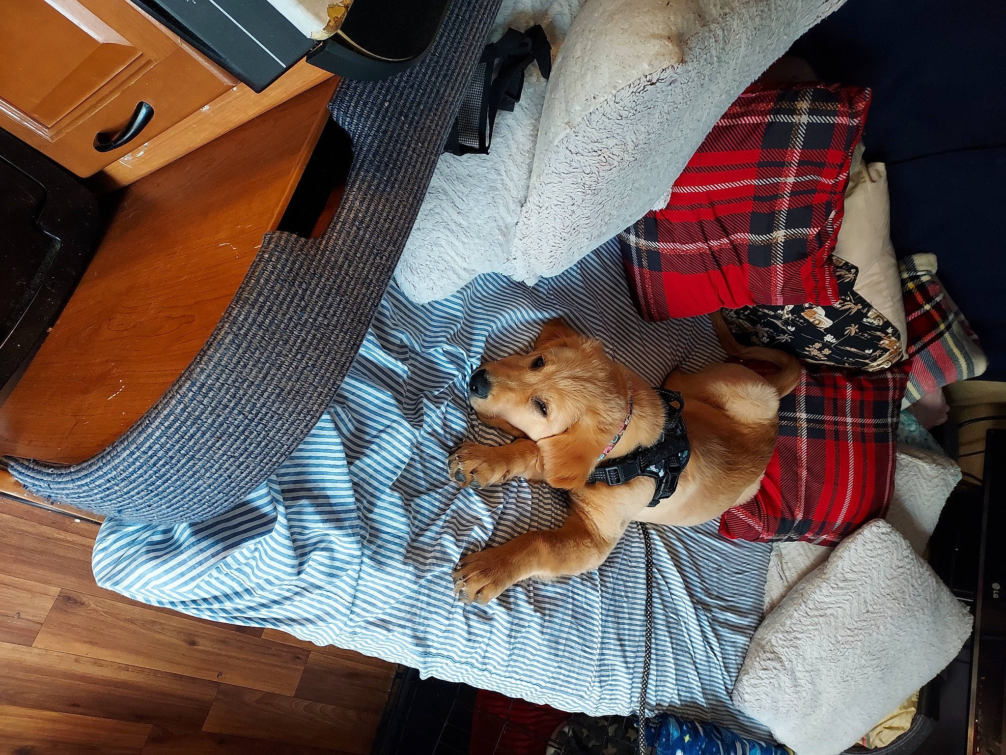 Pepper is registered to the contest to win money with this photo: bag, carnivore, comfort, companion_dog, dog, dog_breed, dog_supply, fawn, flooring, hardwood, human_leg, lap, luggage_and_bags, pattern, pet_supply, plaid, tartan, toy, toy_dog, wood