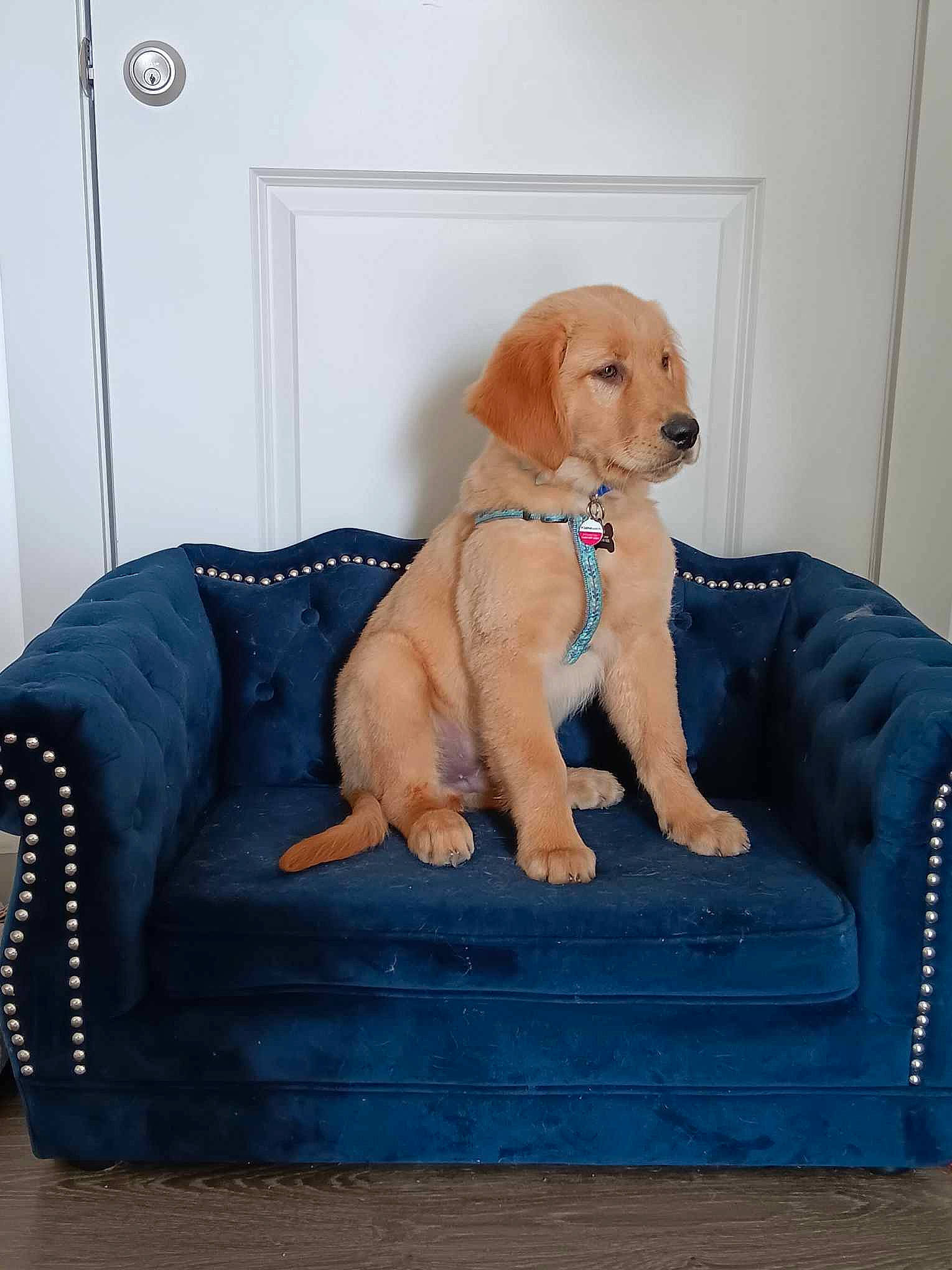 Pepper joined the competition — help win amazing prizes! carnivore, collar, comfort, companion_dog, couch, dog, dog_breed, dog_collar, dog_supply, door, electric_blue, fawn, flooring, liver, pet_supply, rectangle, sitting, snout, studio_couch, working_animal