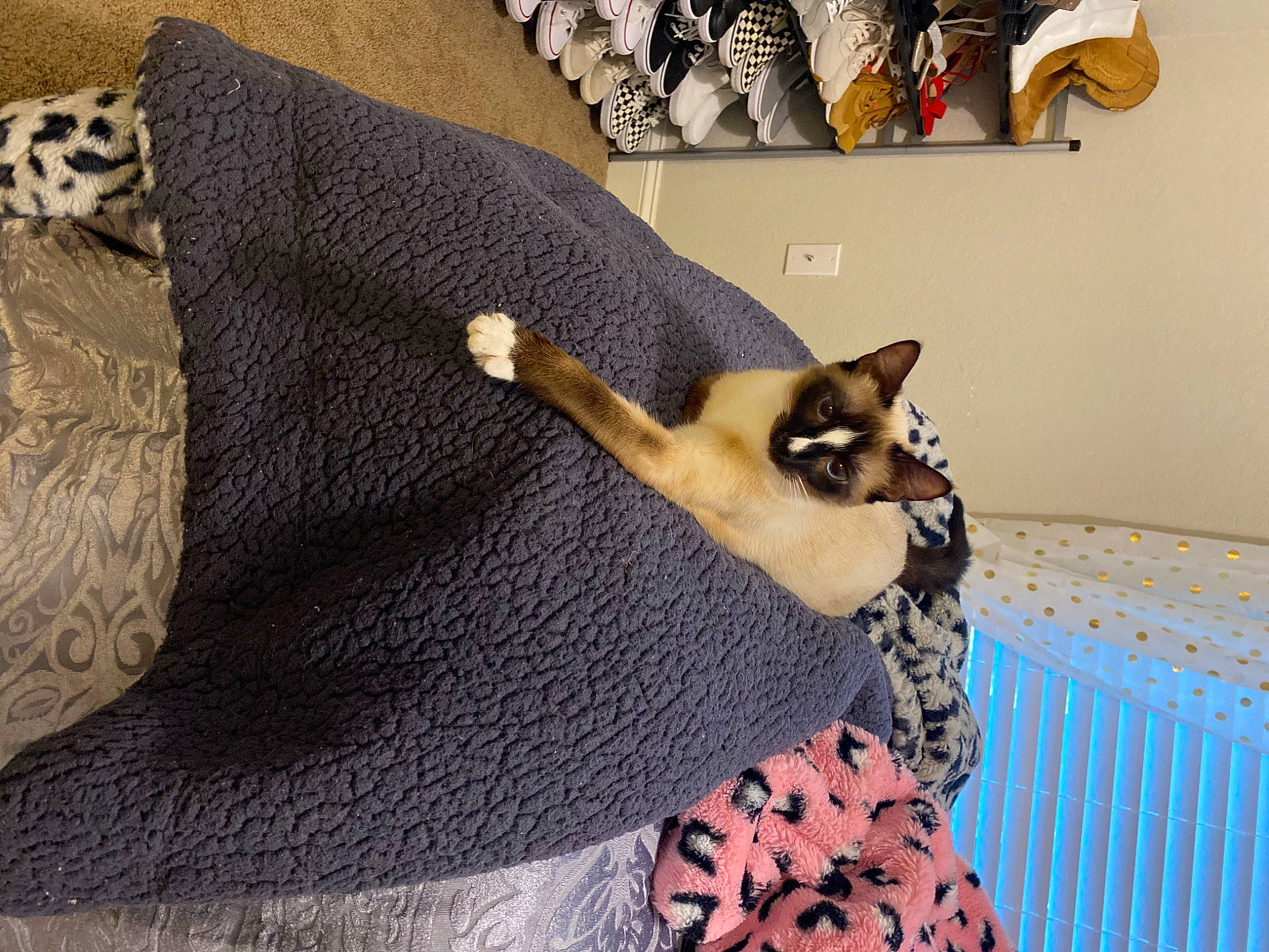 Alfredo joined the competition — help win amazing prizes! balinese, bedding, carnivore, cat, comfort, domestic_short_haired_cat, fawn, felidae, fur, grey, linens, pattern, room, shelf, siamese, small_to_medium_sized_cats, tail, textile, thai, whiskers