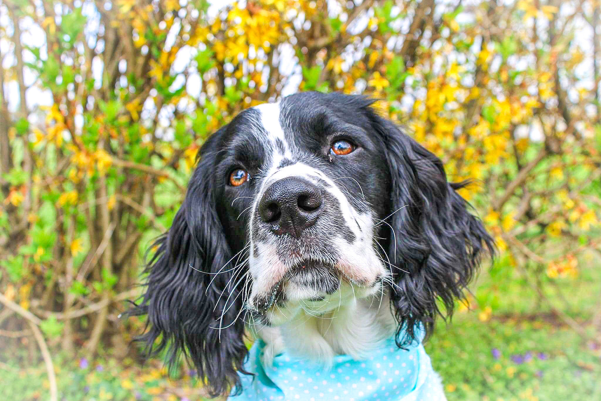 Meeko joined the competition — help win amazing prizes! biting, canidae, carnivore, cocker_spaniel, companion_dog, dog, dog_breed, dog_collar, dog_supply, fur, grass, gun_dog, hunting_dog, plant, snout, spaniel, sporting_group, tree, whiskers, working_dog