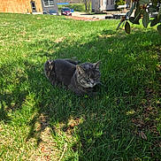 Cheeto joined the competition — help win amazing prizes! animal, building, car, cat, daylight, feline, grass, greenery, house, leaf, nature, outdoor, pet, relaxing, shadow, suburban, summer, sunlight, tree_branch, yard