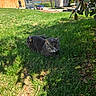 cat, grass, outdoor, sunlight, shadow, tree_branch, leaf, suburban, house, building, car, nature, pet, animal, daylight, greenery, relaxing, feline, yard, summer