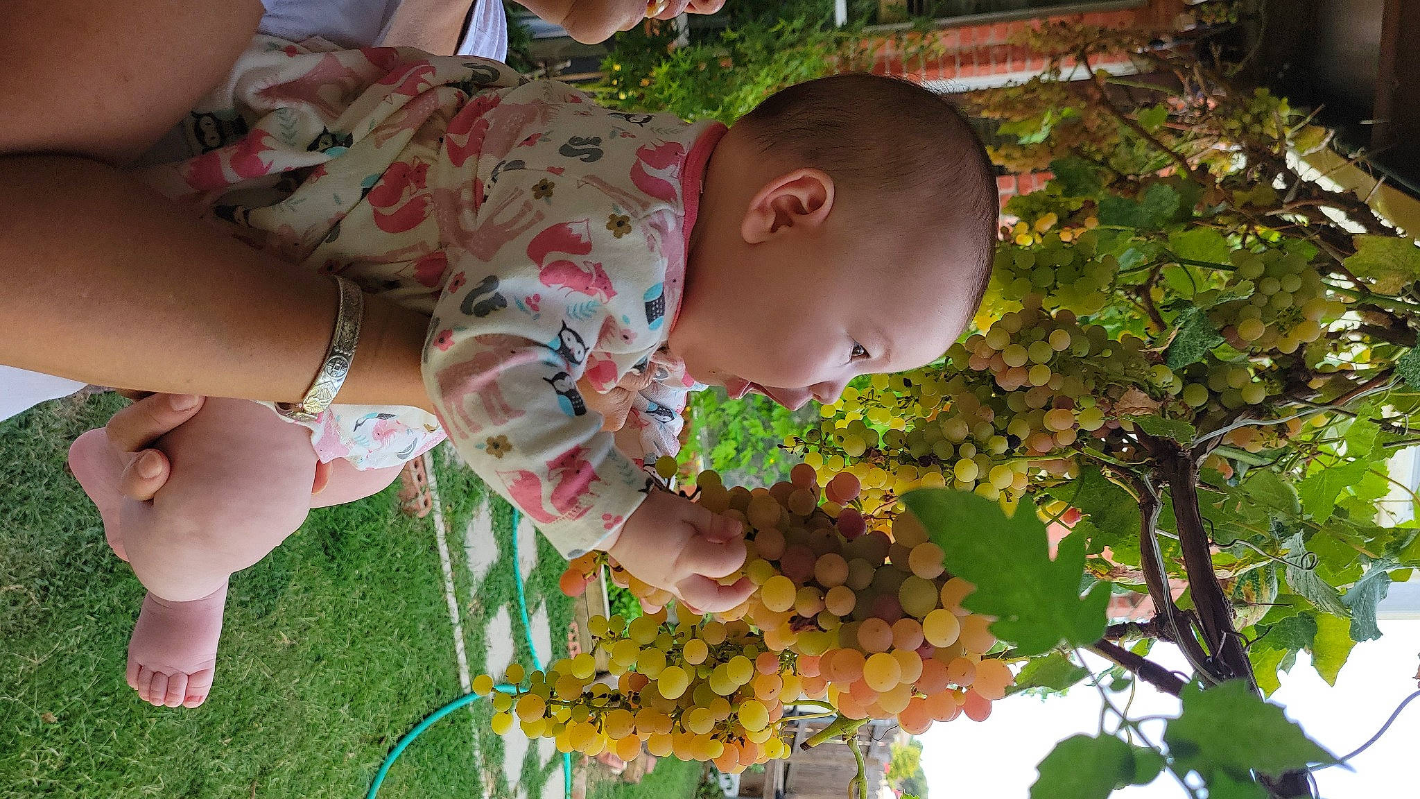 Madeline is registered to the contest to win money with this photo: annual_plant, baby, botany, flower_arranging, flowering_plant, fruit, fun, garden, grapevine_family, grass, happy, leaf, leisure, natural_foods, pattern, people_in_nature, person, plant, seedless_fruit, toddler
