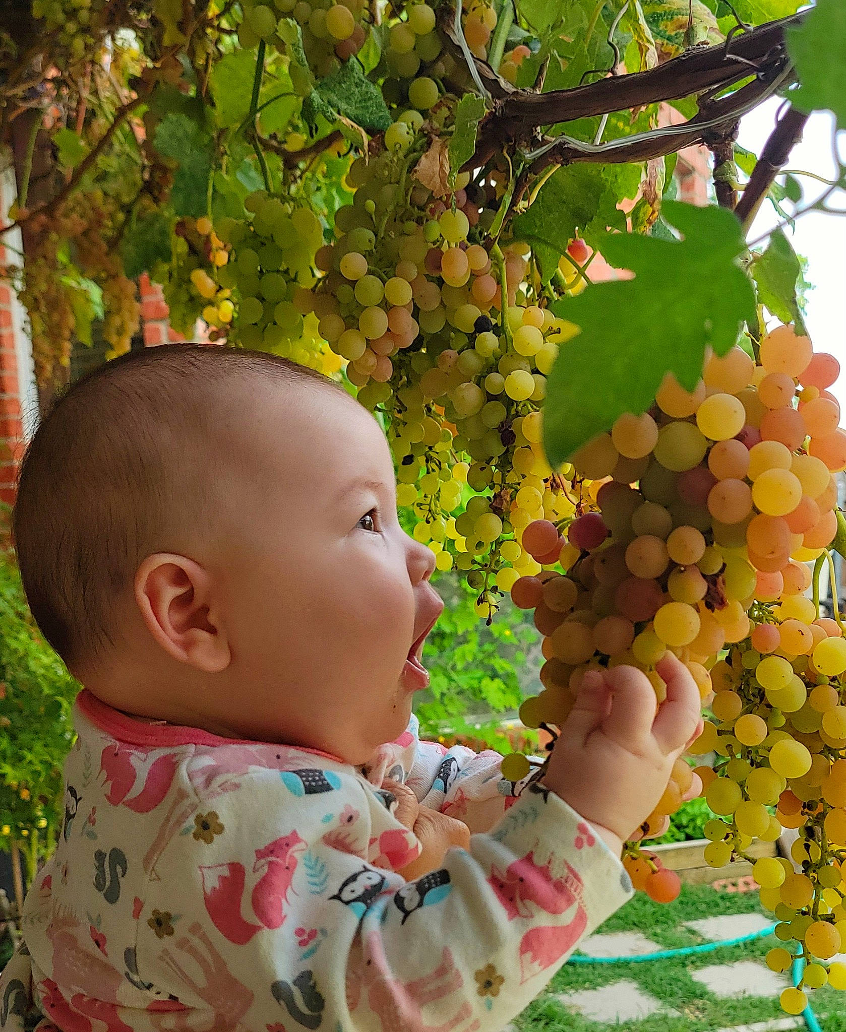 Madeline is registered to the contest to win money with this photo: baby, baby_toddler_clothing, botany, cheek, flowering_plant, food, fruit, grape, grape_leaves, grapevine_family, grass, happy, leaf, natural_foods, people_in_nature, person, plant, seedless_fruit, toddler, tree