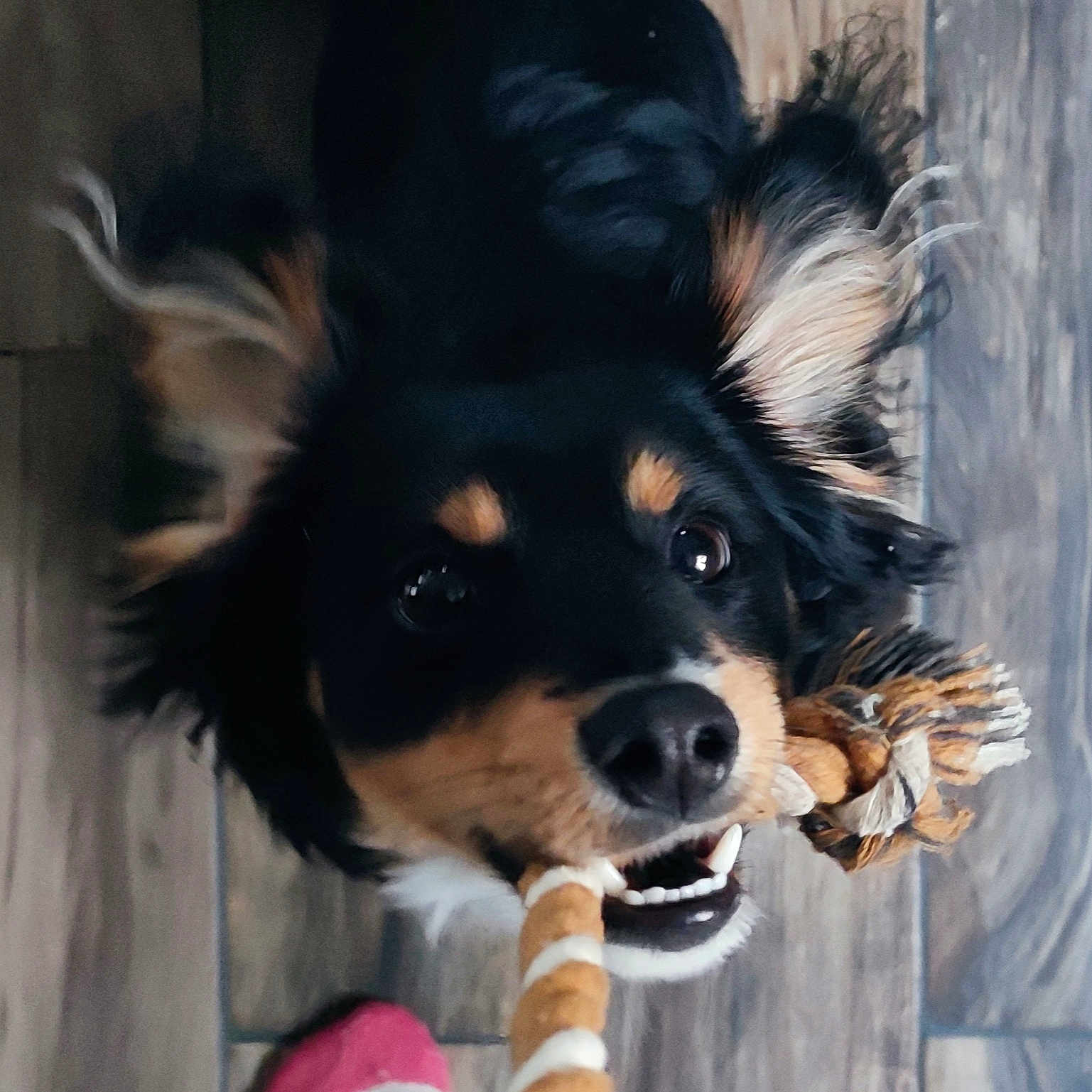 Hughy a rejoint le concours — aidez-le/la à gagner de superbes lots ! animal, black_fur, brown_markings, close_up, cute, dog, ears, fur, happy, indoor, looking_up, mouth, pet, playful, playtime, rope_toy, snout, teeth, toy, wooden_floor