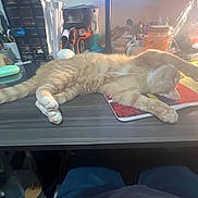 Princess is registered to the contest to win money with this photo: cat, orange_tabby, desk, stretching, paw, lamp, clutter, office_supplies, mousepad, relaxed, feline, indoor, table, workspace, toy, container, scissors, jar, cord, sitting