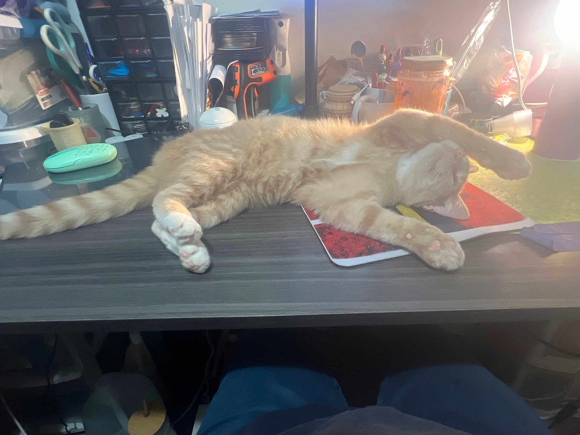 Princess is registered to the contest to win money with this photo: cat, orange_tabby, desk, stretching, paw, lamp, clutter, office_supplies, mousepad, relaxed, feline, indoor, table, workspace, toy, container, scissors, jar, cord, sitting
