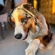 Tequila a rejoint le concours — aidez-le/la à gagner de superbes lots ! dog, australian_shepherd, paw, fur, indoor, pet, animal, brown_eyes, multicolor_coat, closeup, blurred_background, floor, chair, furniture, canine, companion, cute, friendly, portrait, waiting
