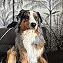 Tequila participe au concours pour gagner de l'argent avec cette photo : dog, australian_shepherd, pet, animal, sitting, fur, brown, white, black, couch, indoor, wallpaper, pattern, decor, portrait, fluffy, face, ears, tail, looking