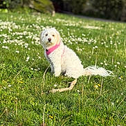 Prana is registered to the contest to win money with this photo: dog, white_dog, grass, flower, pink_harness, outdoor, nature, pet, sitting, greenery, sunlight, calm, small_dog, fur, animal, summer, field, garden, cute, daytime