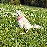 dog, white_dog, grass, flower, pink_harness, outdoor, nature, pet, sitting, greenery, sunlight, calm, small_dog, fur, animal, summer, field, garden, cute, daytime