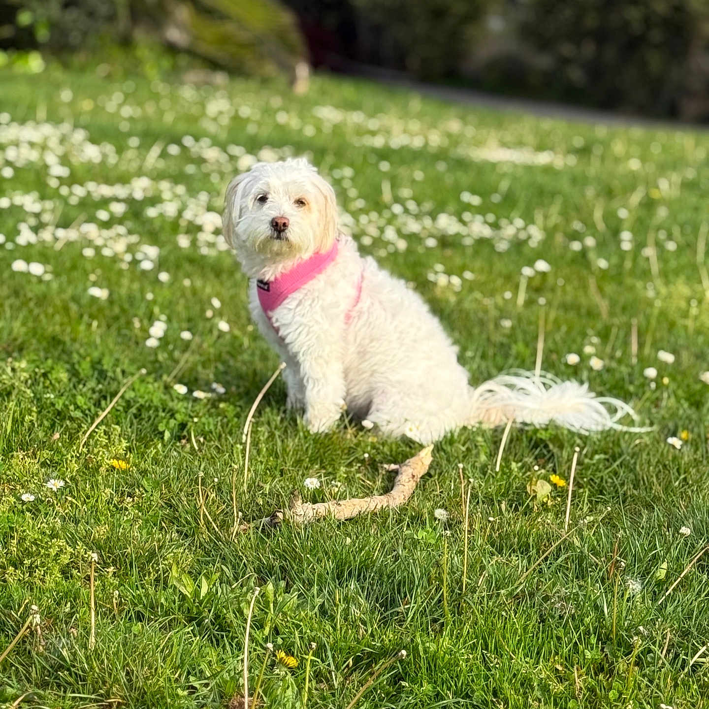 Prana is registered to the contest to win money with this photo: dog, white_dog, grass, flower, pink_harness, outdoor, nature, pet, sitting, greenery, sunlight, calm, small_dog, fur, animal, summer, field, garden, cute, daytime