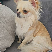 Uno participe au concours pour gagner de l'argent avec cette photo : animal, blanket, calm, chihuahua, companion, couch, cozy, cream_color, cute, dog, ears, fur, home, indoor, light_effects, long_hair, pet, sitting, sparkling_hearts, tail