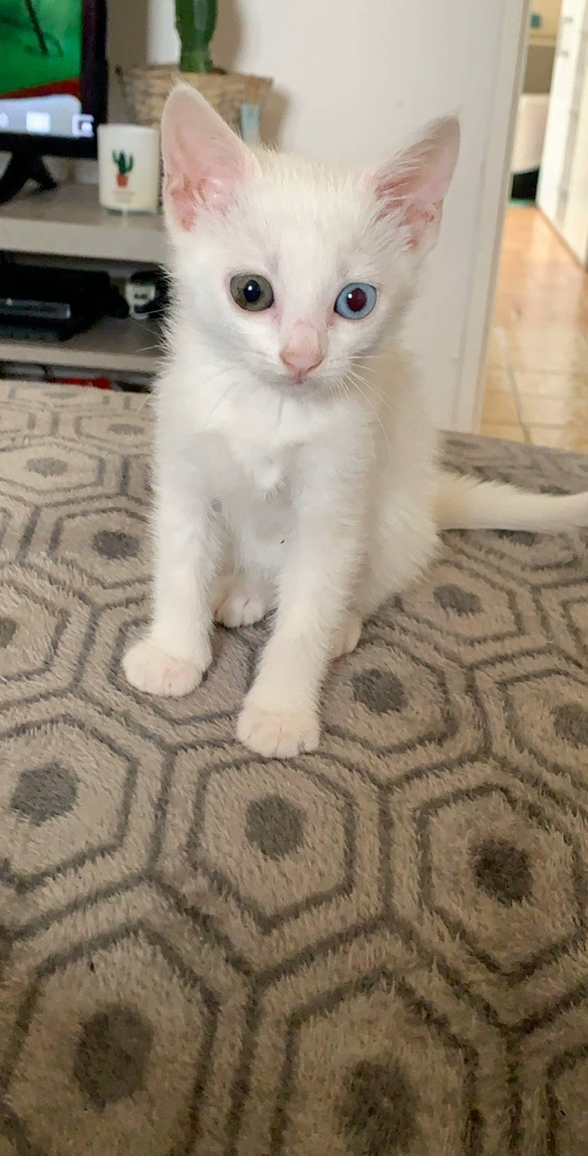 Princesse participe au concours pour gagner de l'argent avec cette photo : aegean_cat, asian, burmilla, carnivore, cat, colorpoint_shorthair, domestic_short_haired_cat, eye, felidae, iris, khao_manee, kitten, mammal, ojos_azules, small_to_medium_sized_cats, snout, turkish_angora, turkish_van, vertebrate, whiskers