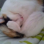 Chouchenn a rejoint le concours — aidez-le/la à gagner de superbes lots !