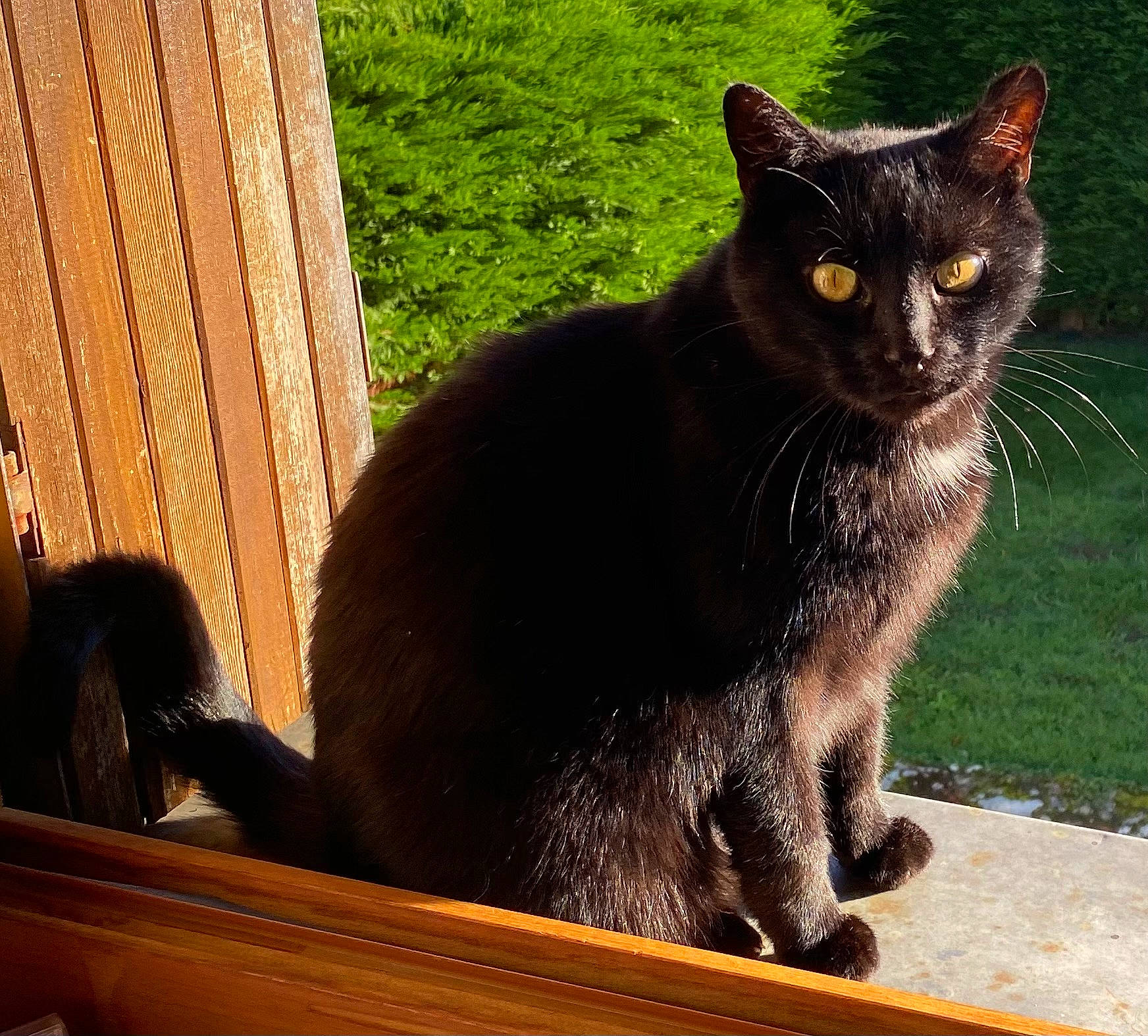 Polo participe au concours pour gagner de l'argent avec cette photo : black_cat, bombay, carnivore, cat, domestic_short_haired_cat, felidae, fur, grass, havana_brown, paw, plant, sitting, small_to_medium_sized_cats, snout, tail, terrestrial_animal, whiskers, window, wood