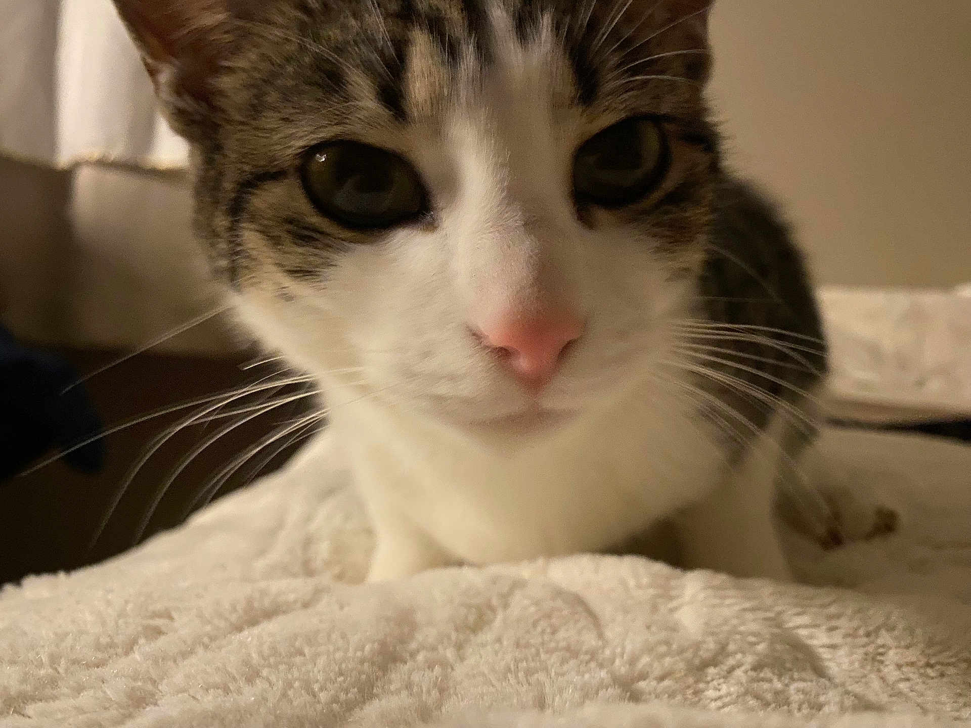 Lulu joined the competition — help win amazing prizes! cat, close_up, indoor, curious, pink_nose, whiskers, feline, soft_texture, bed, pet, animal, tabby, white_fur, relaxed, cute, portrait, mammal, face, eyes