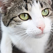 Lulu is registered to the contest to win money with this photo: cat, close_up, green_eyes, whiskers, pink_nose, fur, tabby, white_fur, curious, pet, animal, domestic, portrait, face, soft_focus, indoor, cute, mammal, feline, closeup