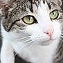 cat, close_up, green_eyes, whiskers, pink_nose, fur, tabby, white_fur, curious, pet, animal, domestic, portrait, face, soft_focus, indoor, cute, mammal, feline, closeup