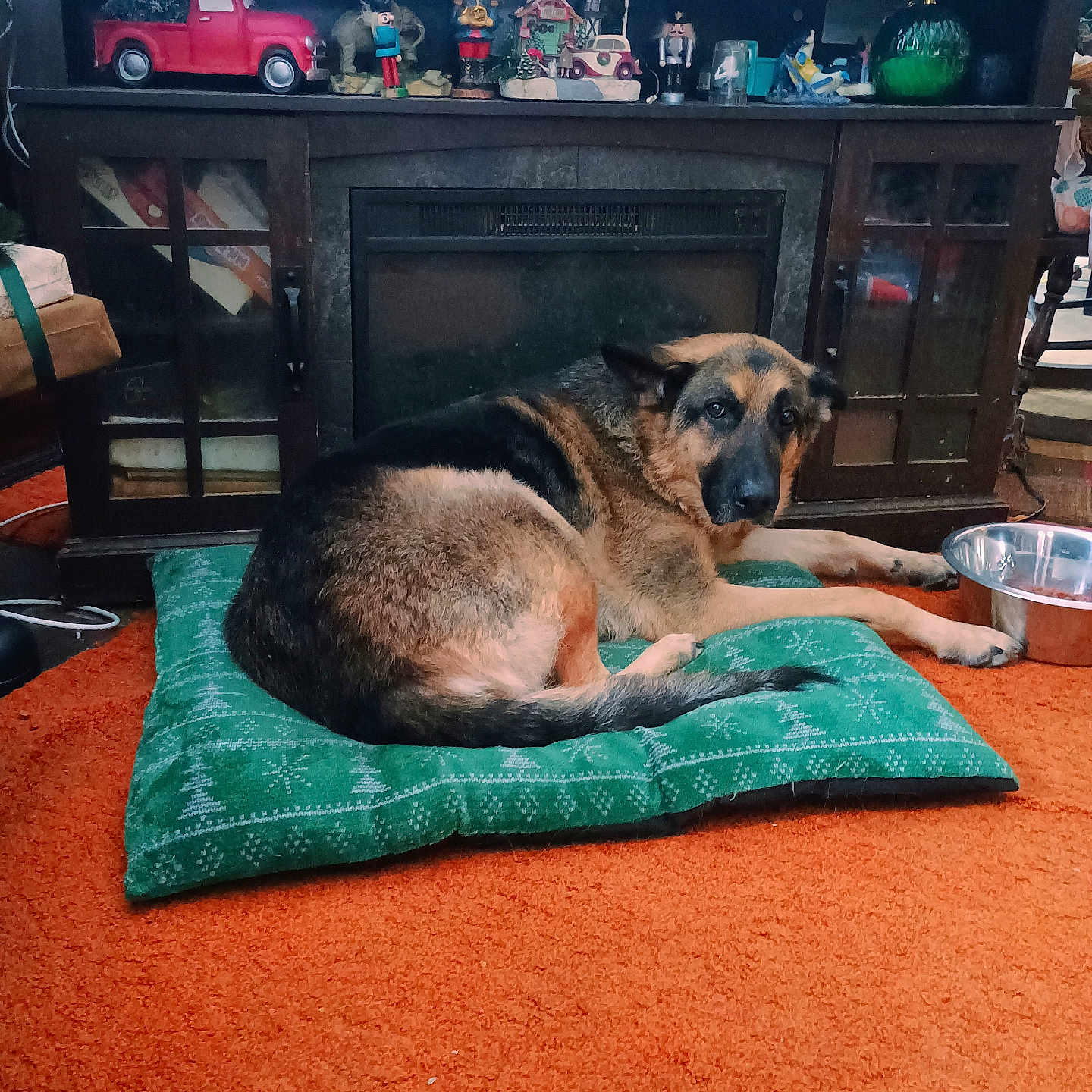 Jack joined the competition — help win amazing prizes! alert, animal, collectibles, cushion, decor, dog, figurines, floor, furniture, german_shepherd, green_cushion, indoor, living_room, mammal, orange_carpet, pet, relaxed, resting, water_bowl, wooden_cabinet