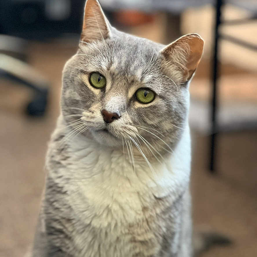 Blaze is registered to the contest to win money with this photo: cat, gray_cat, white_cat, pet, indoor, curious, green_eyes, feline, animal, portrait, sitting, whiskers, ears, fur, domestic_animal, cute, looking, head_tilt, soft_light, blurred_background