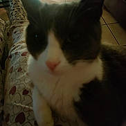 Calinou participe au concours pour gagner de l'argent avec cette photo : cat, pajamas, heart_pattern, floor, tile, furniture, indoor, pet, close_up, blur, cozy, relaxing, animal, domestic, whiskers, fur, paw, resting, home, legs
